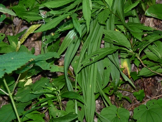 {Melanthium hybridum}